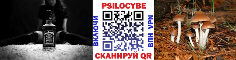 Купить где  Боровск  Псилоцибиновые грибы мицелий 
